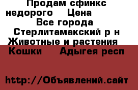 Продам сфинкс недорого  › Цена ­ 1 000 - Все города, Стерлитамакский р-н Животные и растения » Кошки   . Адыгея респ.